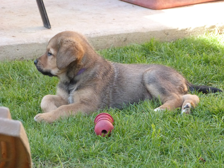 chinook dog